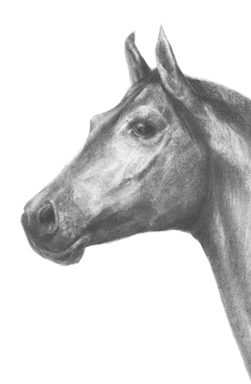 Horse is watching you